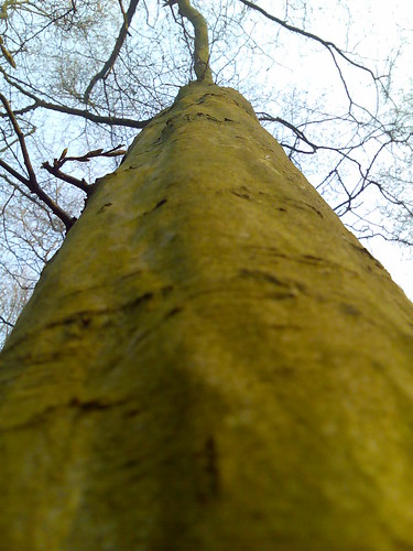 <p>(Carpinus caroliniana)</p>