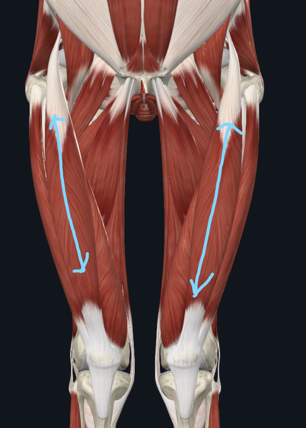<p>What is this muscle</p>
