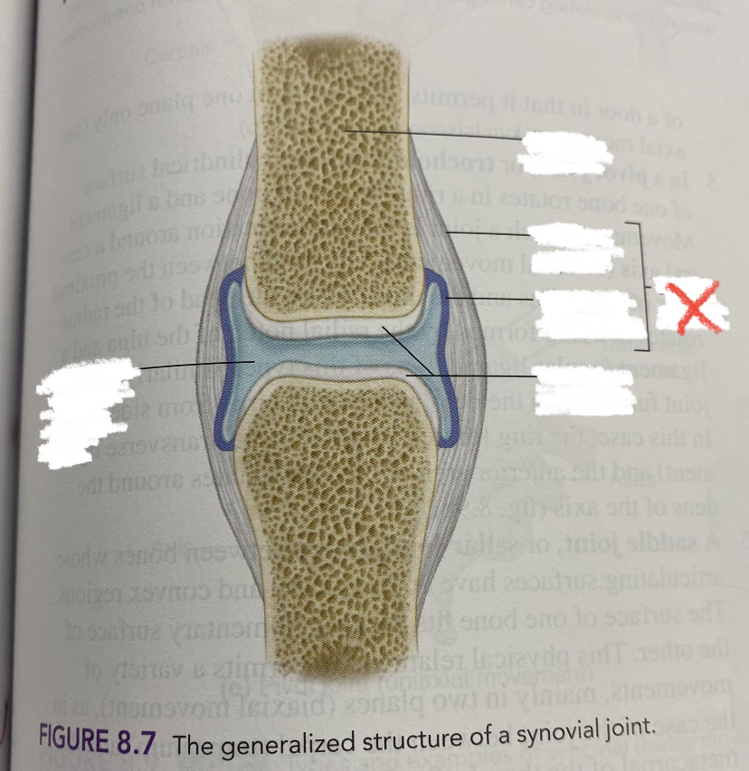 formed by a fibrous capsule and the synovium