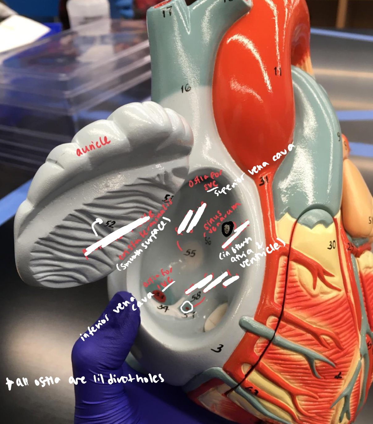 <p>The circular node in between the atria and ventricle of the blue wing</p>