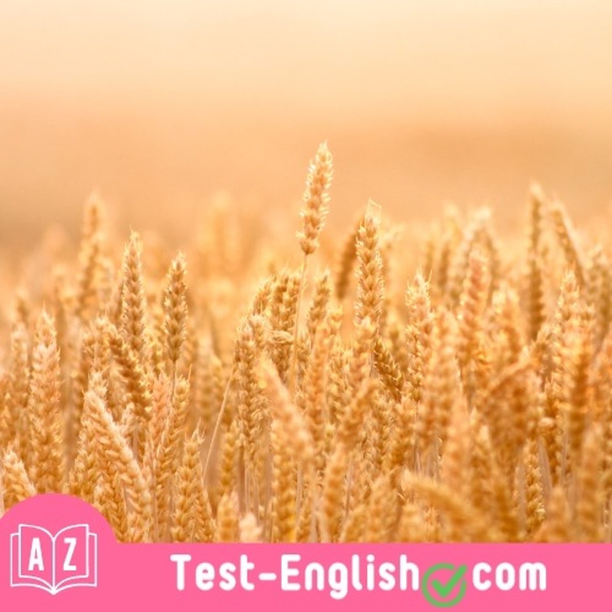 <p>The weather here is quite _____. It doesn't often rain.</p>