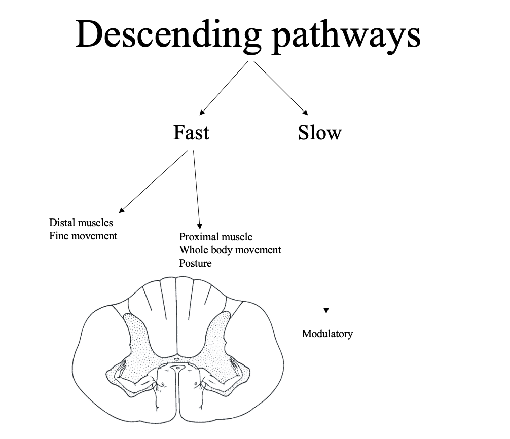 <p>SLOW decesning pathways: what designates slow vs fast pathways</p>
