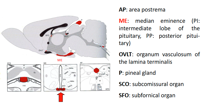 <p>Characterized by a lack of blood-brain barrier and, hence, free diffusion of macromolecules between plasma and interstitial fluid of brain tissue.</p>