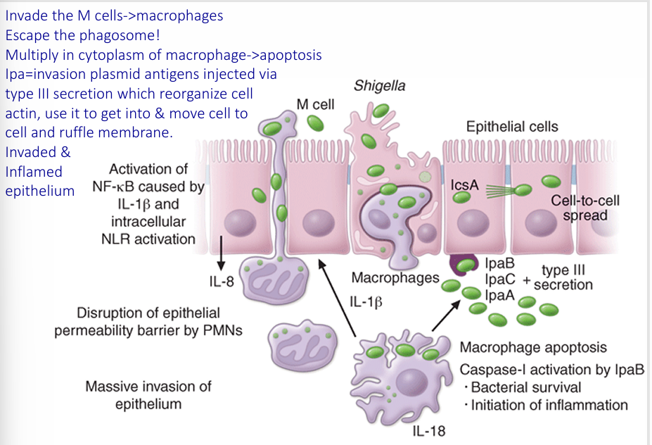 <p>-low inoculum (&lt;200 organisms, few as 10): person-to-person spread, direct fecal contamination of food, secondary cases common</p><p>-acid resistant</p><p>-invasion of intestinal epithelial cells, moving from small to large intestines, with multiplication and mucosal destruction including ulceration and abscess formation</p><p>-enterotoxin AND cytotoxin elaboration (STX)</p><p>-penetration beyond mucosa is rare</p>