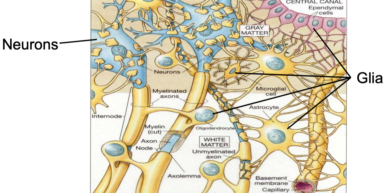 1. Found in nervous tissue 
2. AKA nerve glue 
3. Supporting cells 
4. Not excitable
