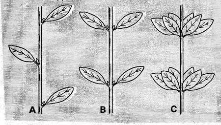 <ul><li><p>alternate [A]: leaves alternate along the stem, so that only a single leaf is attached at each node</p></li><li><p>compound [B]: leaves in pairs along the stem, so that two leaves are attached at each node</p></li><li><p>whorled [C]: three or more equally spaced leaves at a node</p></li></ul>