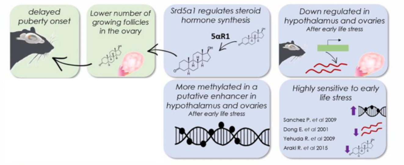 <p>Early life immune challenge alters reproductive phenotype</p><p>SRD5A1 is a strong candidate mediating long- term effects of reproduction</p><p></p>