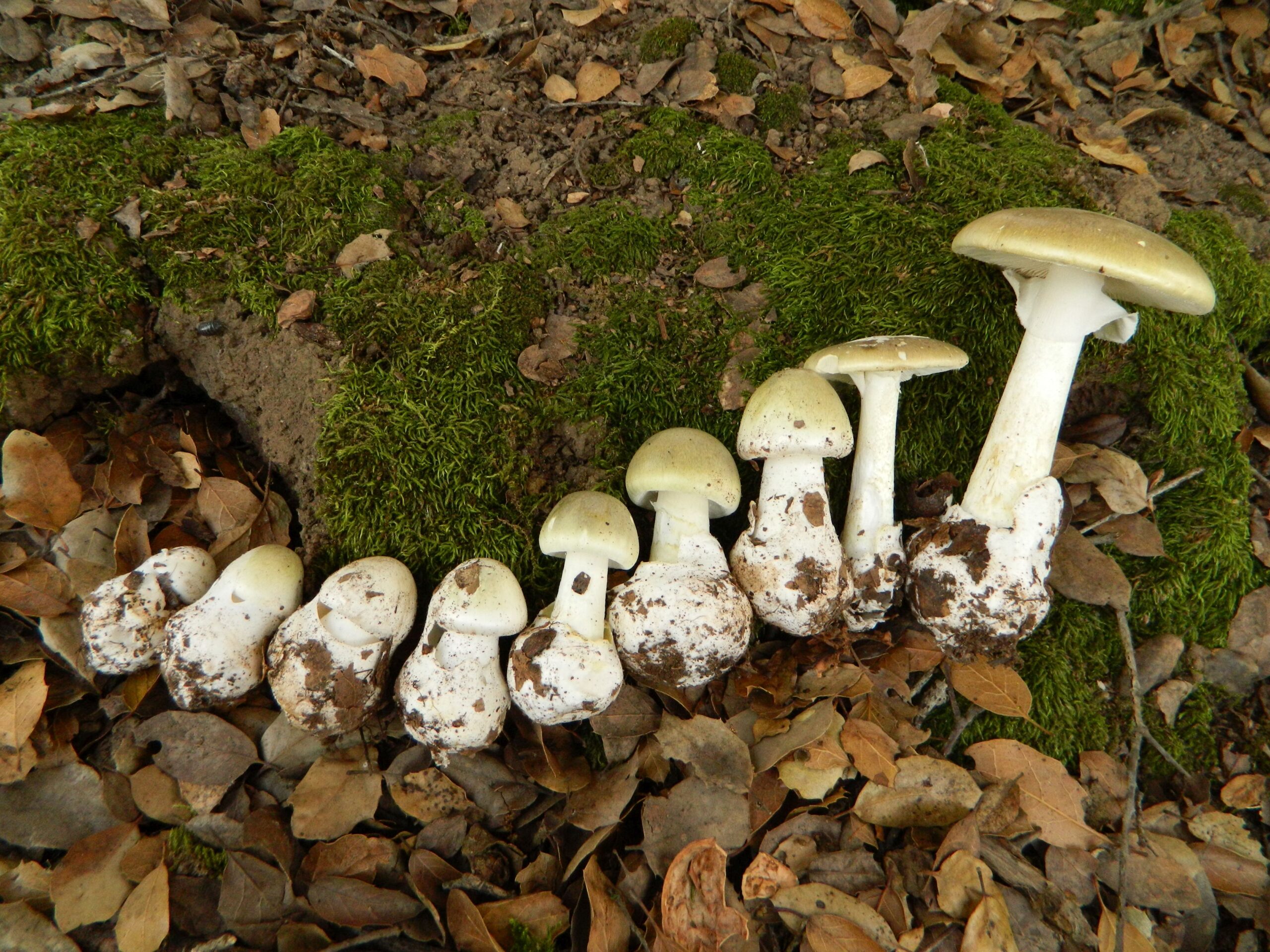 <p>Which fungi is this?</p>