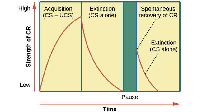 <p>when does <strong>spontaneous recovery</strong> occur?</p>