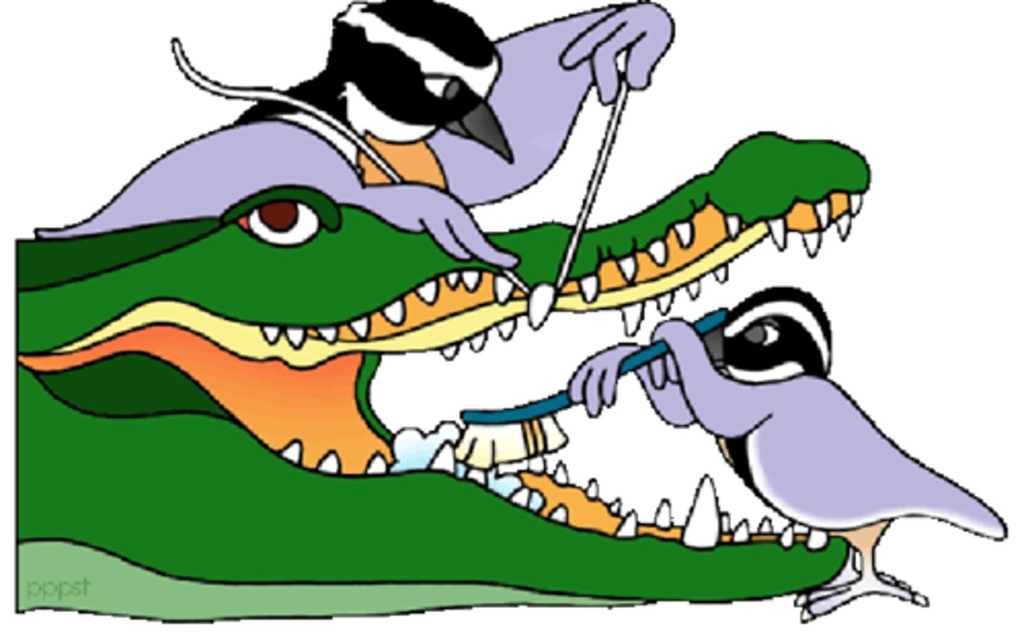 <p>Mutualism in which both species can survive alone</p>