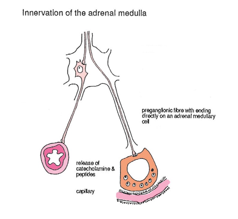 <p><span>Preganglionic fibres cause the suprarenal medulla to pour forth adrenalin</span></p><p><span>Vasomotor supply to suprarenal gland reaches it by postganglionic fibres</span></p>