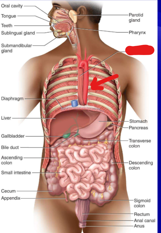 <p>PRACTICE:</p><p>What part of the GI tract is the arrow pointing towards?</p>