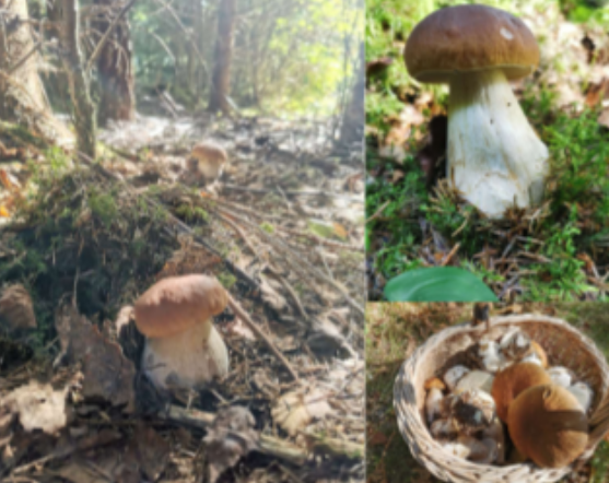 <p>Habitat: Skog. </p><p>Övrigt: Mykorrhiza. </p><p>Som alla soppar har den rör, inte skivor. </p><p>Uppskattad matsvamp. </p>
