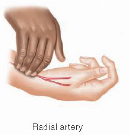 <ul><li><p>palpate artery against a bone</p></li><li><p>measure at the radial artery (most common)</p></li><li><p>count for 1 minute</p></li><li><p>may be counted for 30 seconds and multiplied by 2</p></li><li><p>if the pulse is irregular, count for 1 full minute</p></li></ul><p></p>