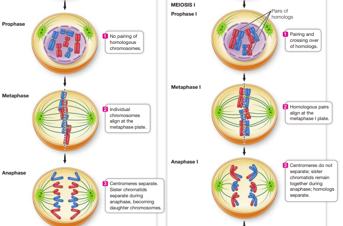 <p>Prophase:</p><ul><li><p>Mitosis does not involve the pairing of homologous chromosomes or crossing over</p></li></ul><p>Metaphase:</p><ul><li><p>In meiosis, homologous pairs align at the metaphase 1 plate, in mitosis, individual chromosomes align at the plate</p></li></ul><p>Anaphase:</p><ul><li><p>In meiosis centromeres do not separate and sister chromatids remain together, in mitosis, centromeres separate and sister chromatids separate</p></li></ul><p>Meiosis 2 is similar to mitosis </p>