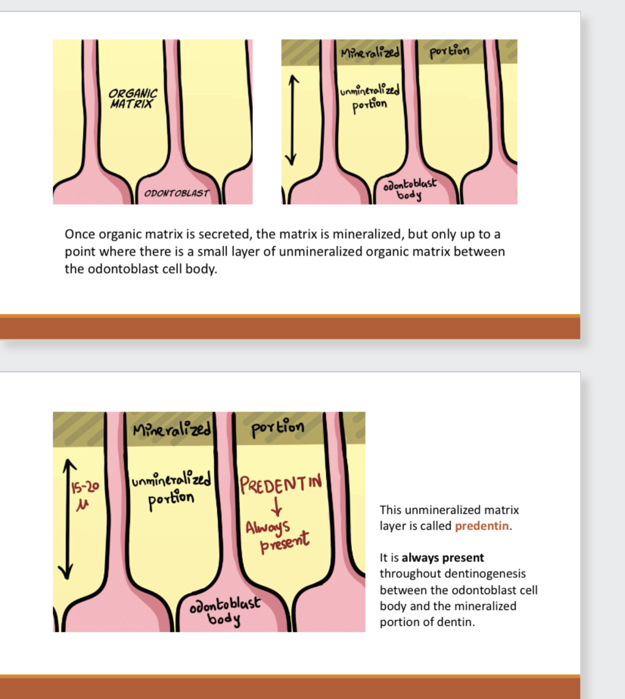 <p>Dentinogenesis 3</p>