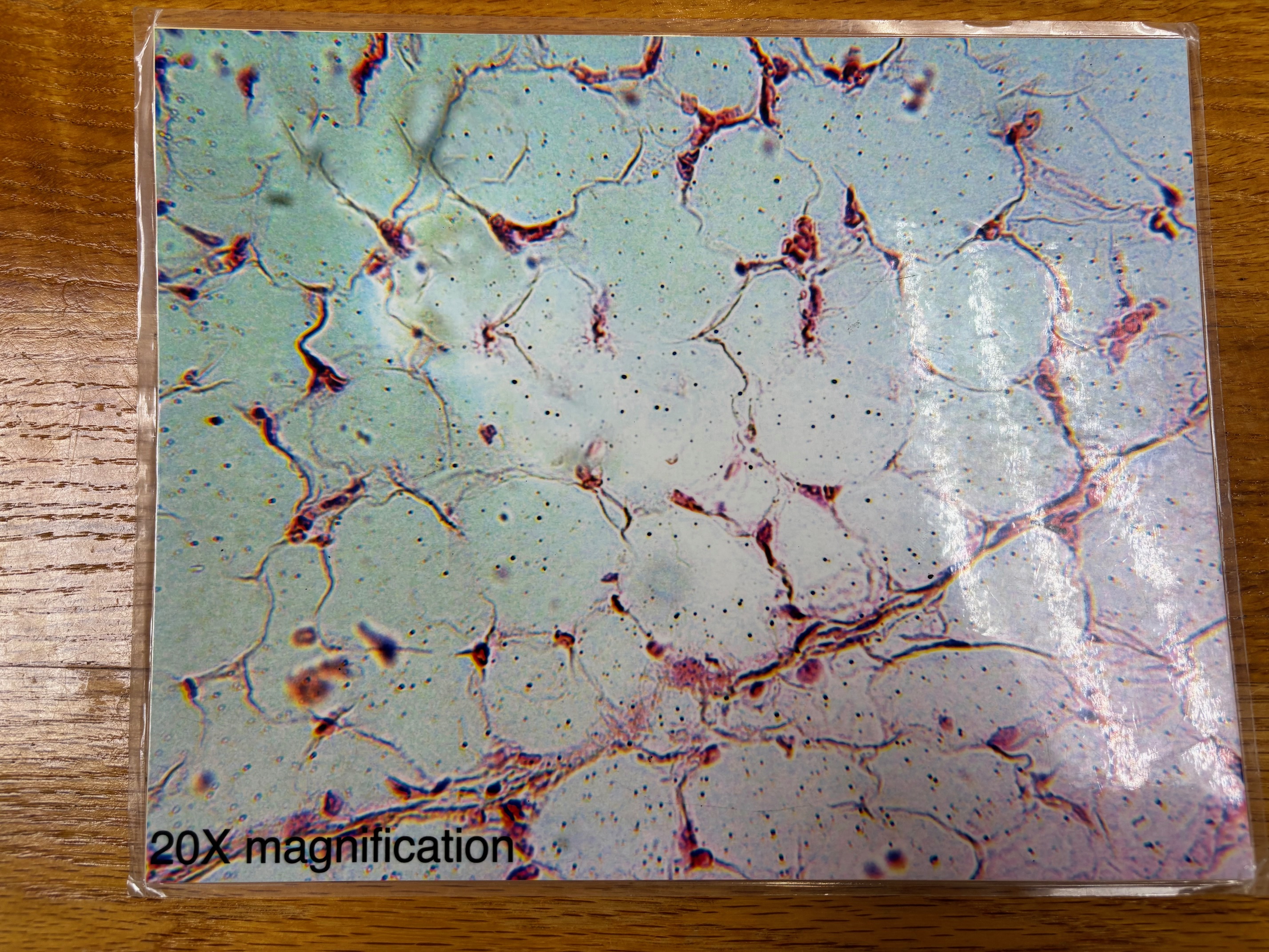 knowt flashcard image