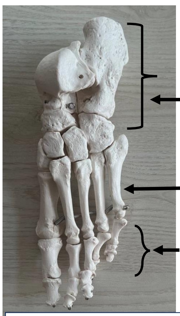 <p>identify from up to down</p><p>mention type of these bones according to position respectively</p><p>mention type of these bones according to shape respectively مش كلهم زي بعض</p><p>مكسل اعمل كذا كارت عليهم فا جمعتهم في كارت واحد وخلاص :)</p>