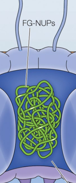 <p>FG-NUPs are the barrier to ___. Contain phe-Gly (F-G) repeats and facilitate ___between cytoplasm and nucleus.</p>