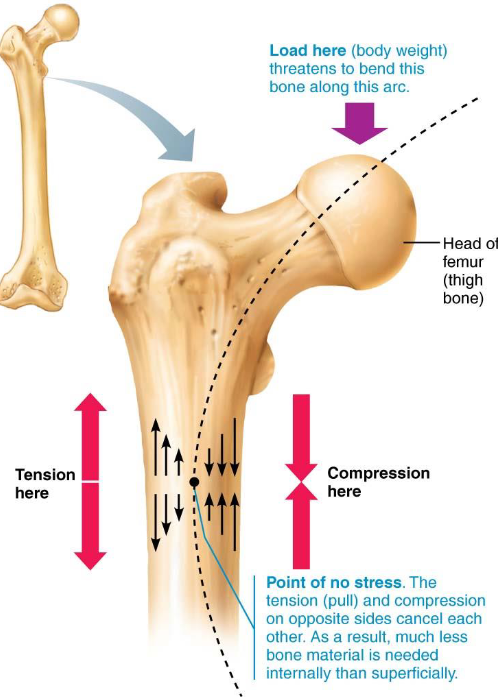 <ul><li><p>Continuous process, old tissue replaced</p><ul><li><p>Absorption &amp; deposition</p></li></ul></li><li><p>Blood Ca levels determine when matrix is broken or formed</p></li><li><p>Gravity &amp; muscles determine where matrix is broken or formed</p></li></ul><p></p>