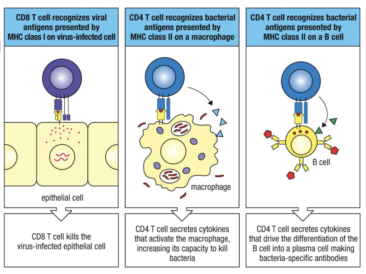 <p><strong>MHC I: </strong><span><span>widely expressed (except erythrocytes)</span></span></p><p><span><strong><span>MHC II</span></strong><span>: primarily APCs (DC, B cell, macrophage)</span></span></p><p>CD8 internal so virus infected</p><p>CD4 external</p>