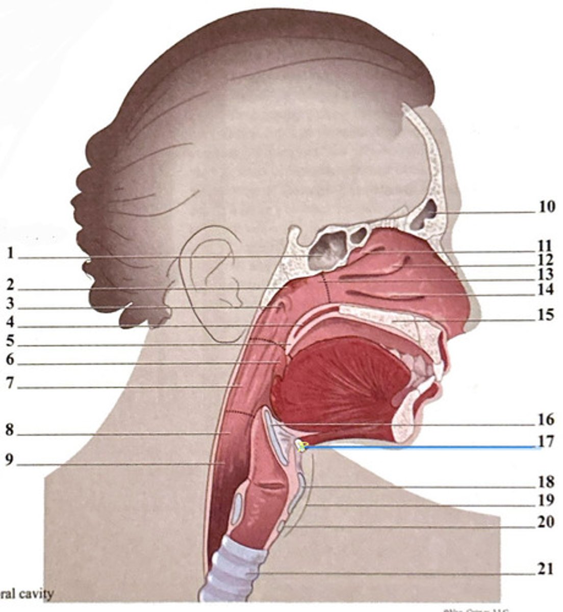knowt flashcard image