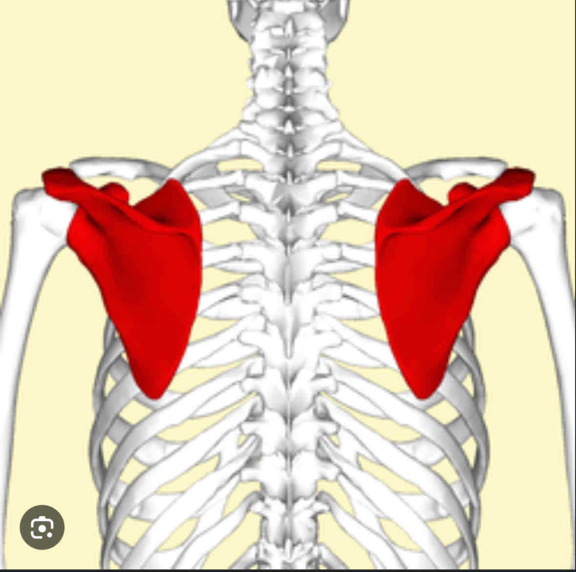 <p>Scapula</p>