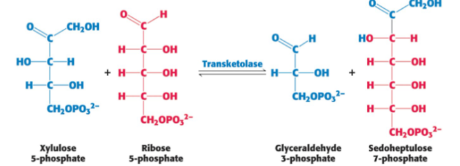 <p>DEFINE: Transketolase&nbsp;</p>