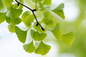 <p>What is this plant?</p>