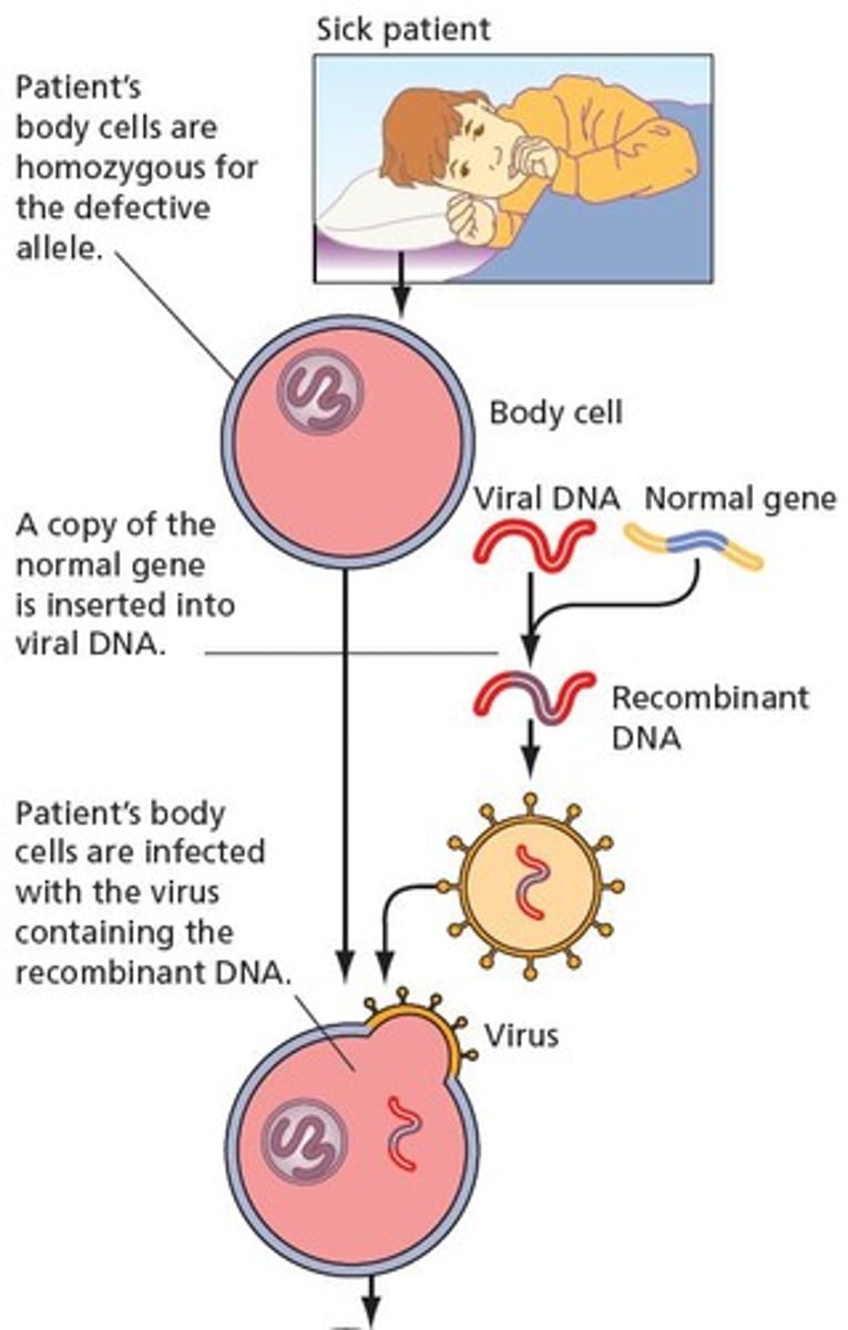 <p>A technique used to provide a functional gene to treat genetic diseases.</p>
