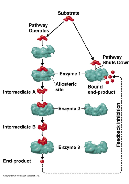<p>What is feedback inhibition? </p>