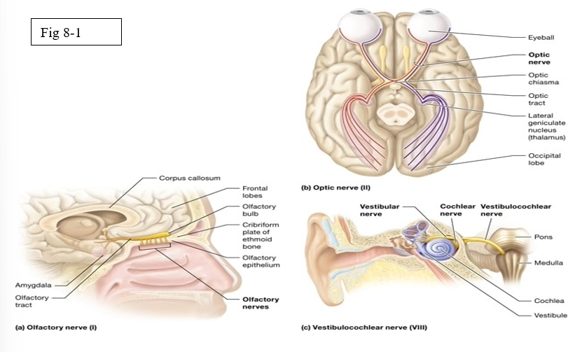 <ul><li><p>Olfactory (I)</p></li><li><p>Optic (II)</p></li><li><p>Vestibulocochlear (VIII)</p></li></ul><p></p>