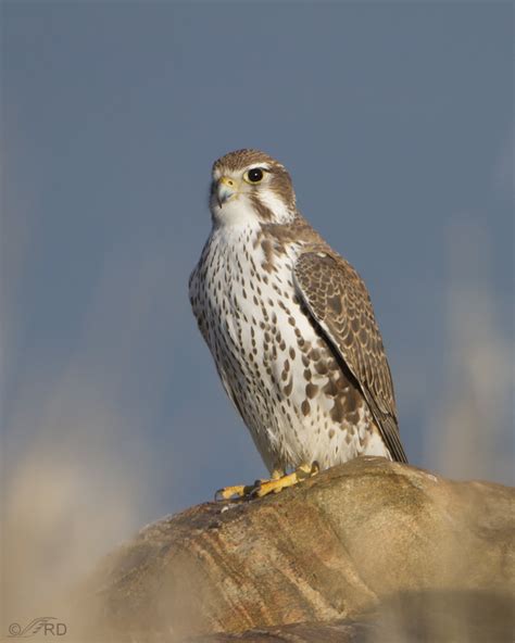 Long rounded tail, **mostly white underside, light brown top,** **light tear streaks**. Males and females similar.