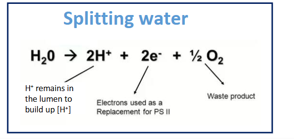 <p>purpose of photolysis of water</p>