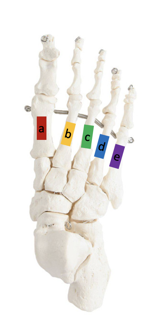 <p>metatarsals - metatarsal IV</p>