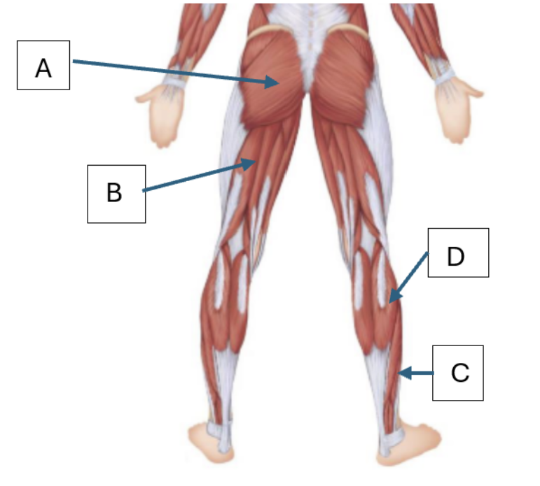 <p>Match the letter to the muscle below:</p><p><br><span><span>Gluteus maximus, Gastrocnemius, Soleus, Biceps femoris</span></span></p>