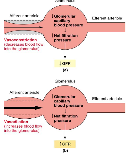 <p>Overrides autoregulatory responses</p><ul><li><p>Aimed at long-term regulation of arterial blood pressure</p><ul><li><p>Mediated by smpathetic nervous system input to afferent arterioles (increase peripheral resistance)</p></li><li><p>Baroreceptor reflex causes vasoconstriction of afferent arteriole when BP is low</p><ul><li><p>Decreased GFR = decreased urine output; conservation of plasma volume</p></li></ul></li></ul></li></ul><p></p>