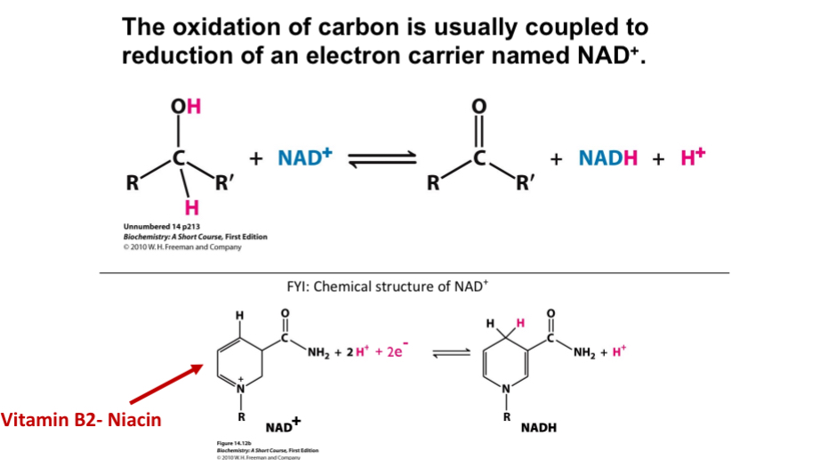 <p>Coupled with reduction of an electron carrier named NAD+</p>