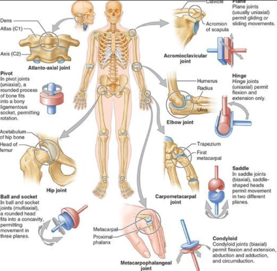 <ul><li><p>uniaxial gliding</p></li><li><p>metacarpals + cuneiforms</p></li><li><p>AC joint</p></li></ul><p></p>