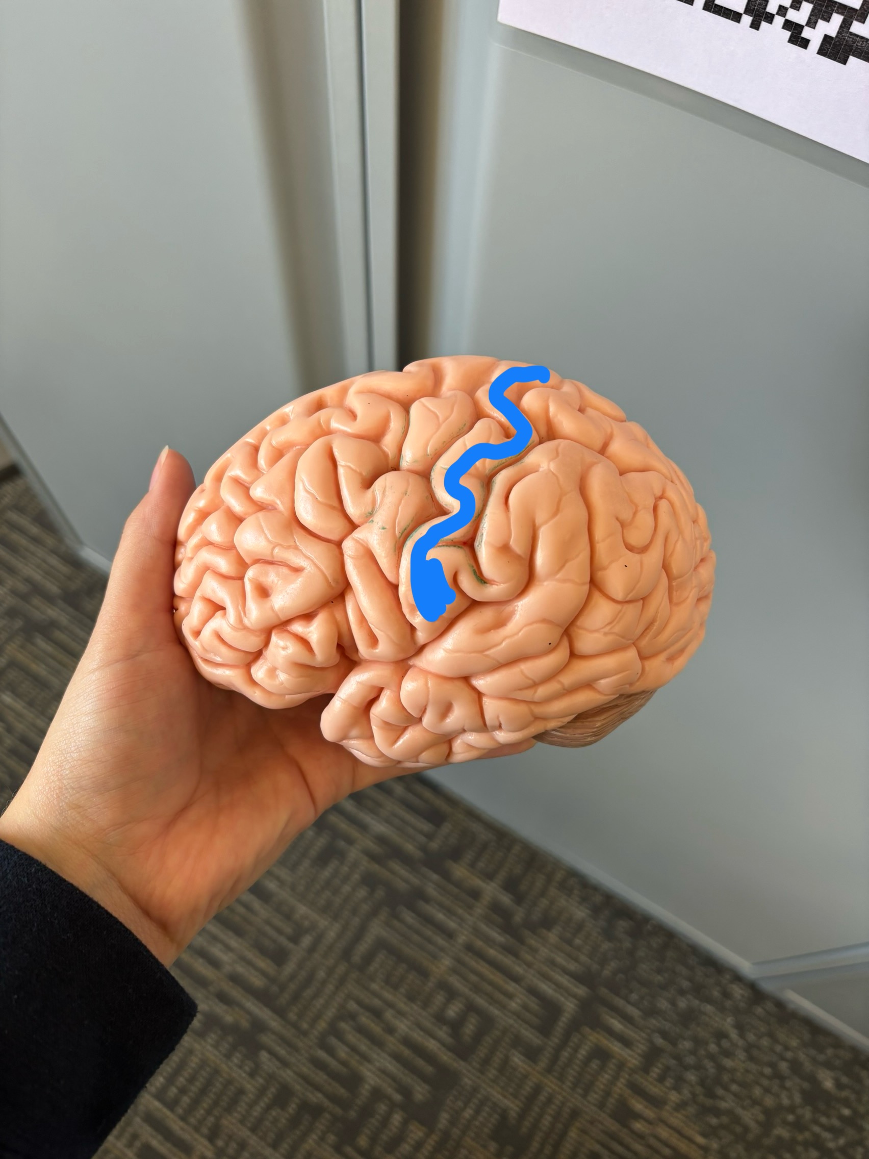 <p>What structure is this?</p>