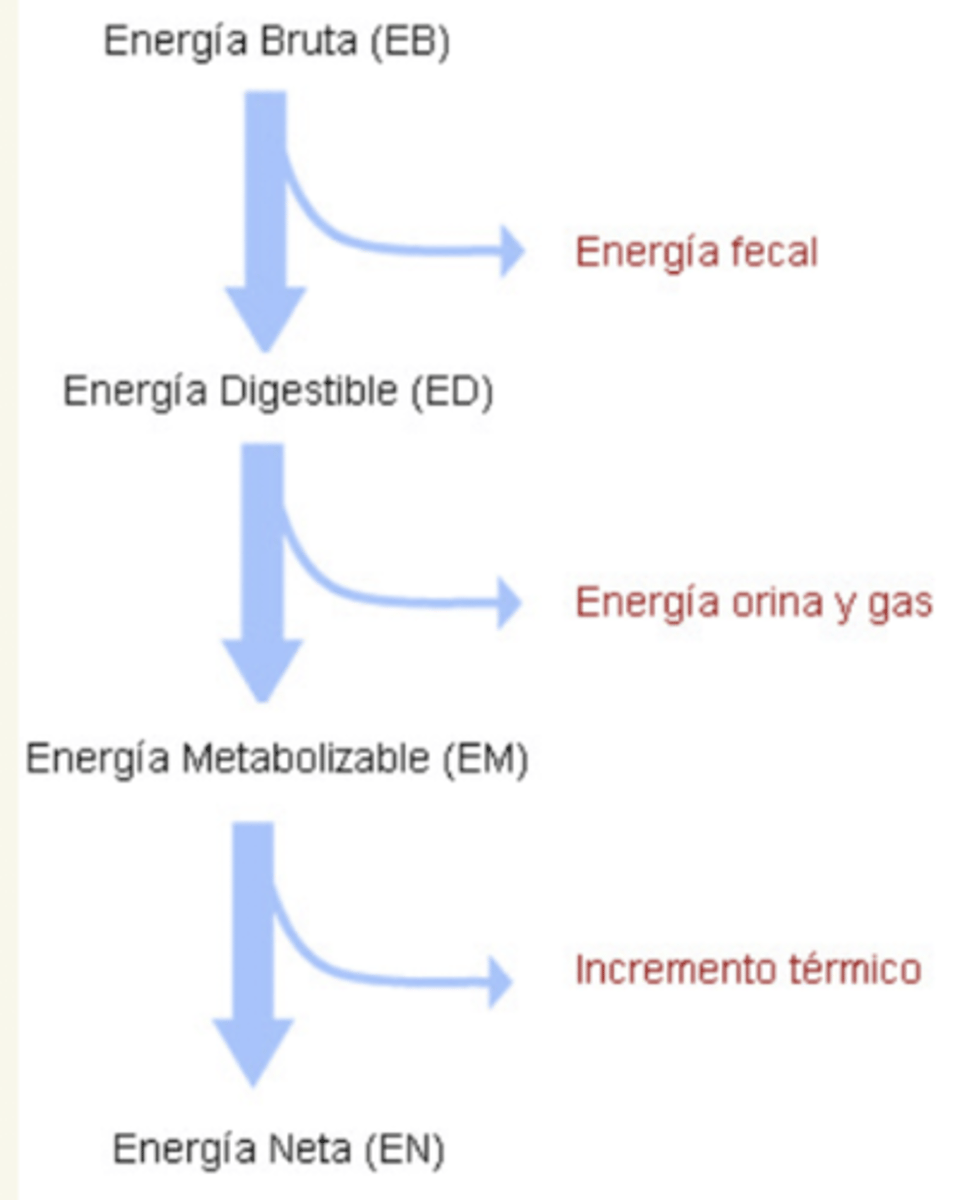 <p>la energía utilizable final disponible para el animal.</p><p>se utiliza para el mantenimiento, el crecimiento, la reproducción y la producción de leche.</p>