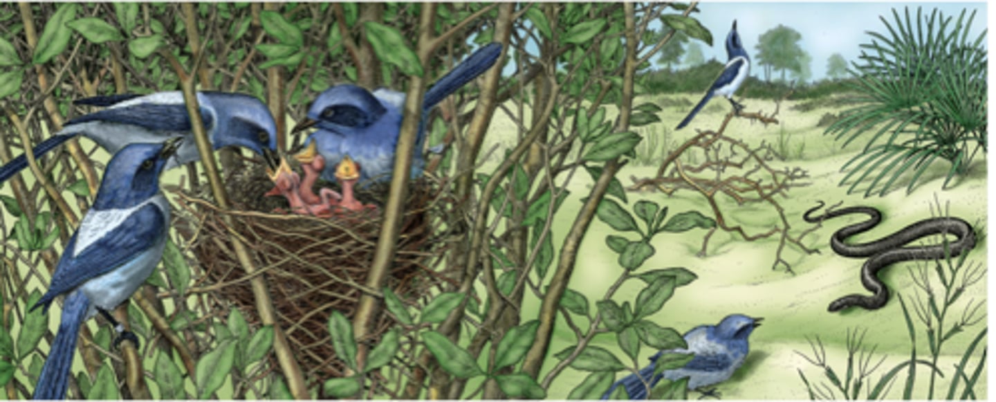 <p>the idea that behaviours that help a genetic relative are favoured by natural selection</p>