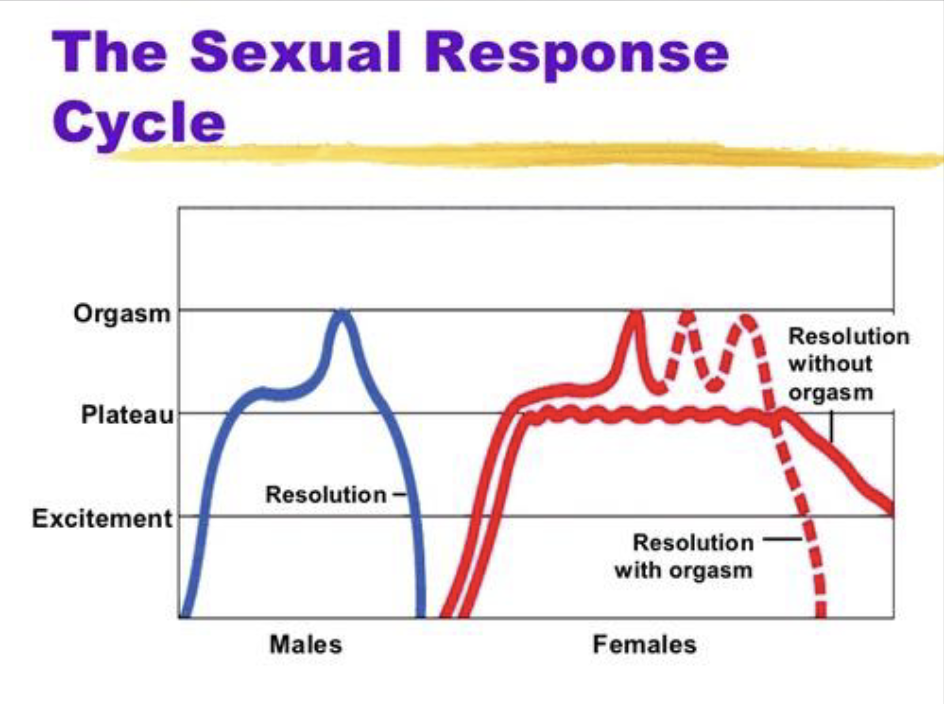 <p>excitement: muscle tension, increased HR and BP, blood to genital organs</p><p>plateau: arousal increases (erection,vaginal lubrication)</p><p>orgasmic: rhythmic contractions, ejaculation</p><p>resolution: arousal returns and refractory period for men stops further arousal </p>