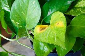 <ul><li><p>Is when plants receive insufficient light intensity or duration needed for photosynthesis, resulting in weak growth. Symptoms include leggy stems, small leaves, and poor flowering. </p></li><li><p>Symptoms include stunted growth, yellowing leaves, and poor flowering. To remedy the issue, increase light exposure or replace artificial lights. </p></li><li><p>Can be fixed by increasing light exposure or using fluorescent grow lights. </p></li></ul><p></p>