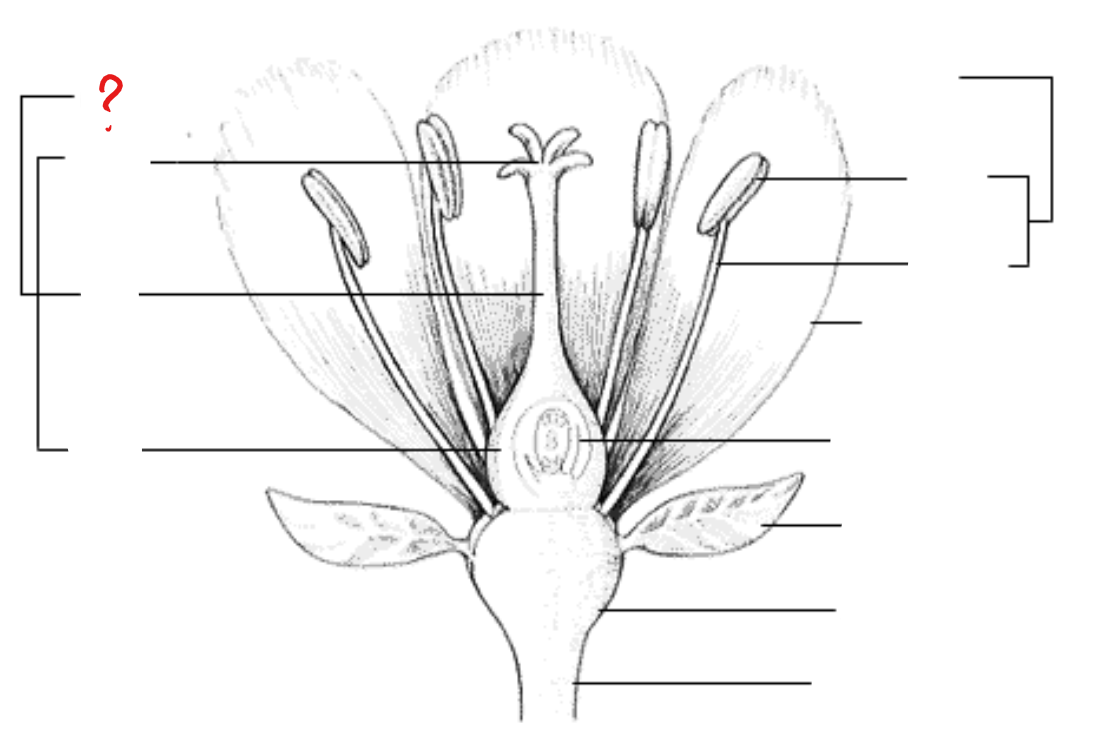 <p>basic unit of the female reproductive organ of the flower; a modified leaf that bears seeds on its surface; parts include: ovary, style, and stigma</p>