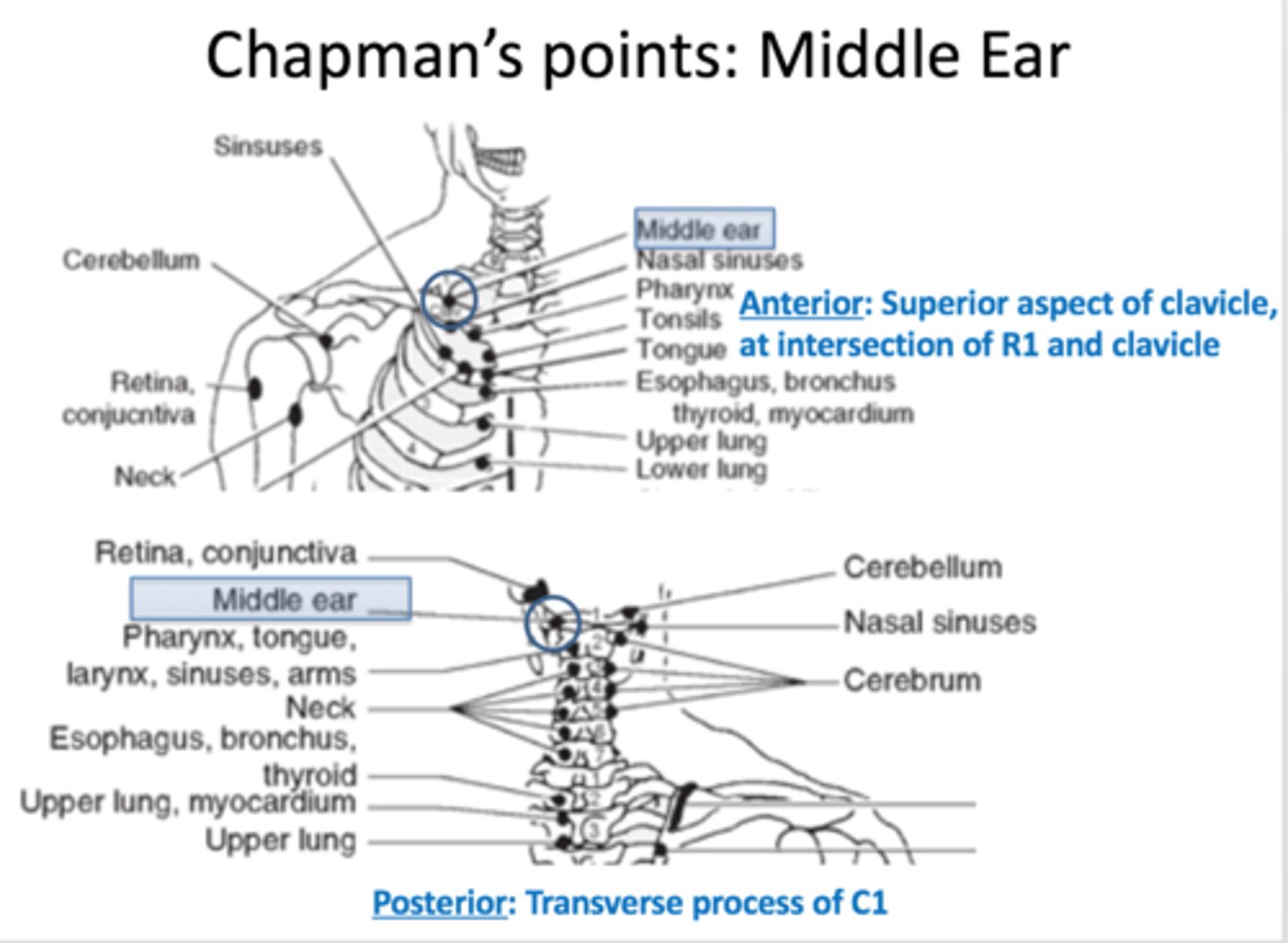 <p>anterior: superior clavicular border, 1/3 from midline</p><p>posterior: C1 posterior lateral pillar</p>