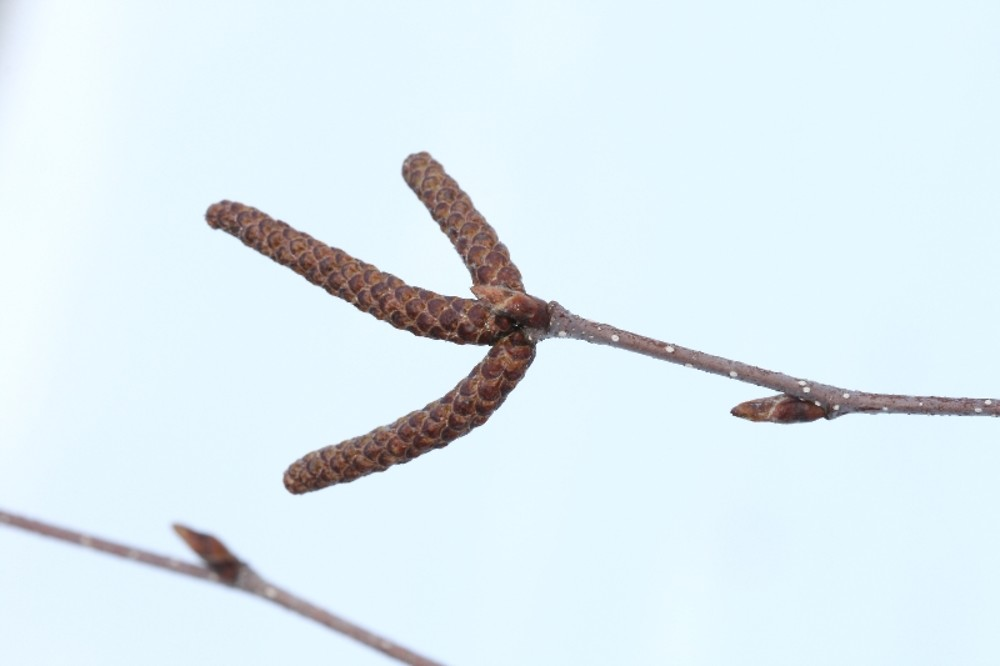 <p>Common name: Paper birch</p><p></p><p>Genus: Betula</p><p></p><p>Species: papyrifera</p><p></p><p>Family: Betulaceae</p>
