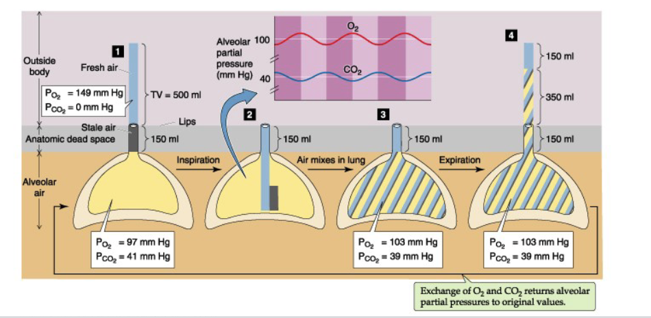 <p>Estimate:</p><ul><li><p><strong>~1 mL V_D per lb body weight</strong></p></li><li><p>150 lb male → <strong>150 mL dead space</strong></p></li></ul><p>Calculation:<br><strong>V_A = (V_T − V_D) × f</strong><br>Example:</p><ul><li><p>(500 − 150) ml/breahte× 15 = <strong>5250 mL/min</strong></p></li></ul><div data-type="horizontalRule"><hr></div><p>JW HY: Now, coincidentally, this number is very close to what is normal cardiac output.&nbsp;5 liters per minute,—> moving cardiac output across those surfaces, because the right heart is doing the same thing as the left heart. So we have a pretty good match here of air being moved and blood being moved across the surfaces.</p><p></p>