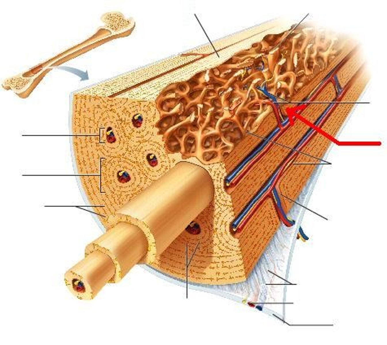 <p>Connect the haversian canals with each other and the periosteum.<br><br>Small channels in bone that transmit blood vessels from the periosteum into the bone and that communicate with the Haversian canals; provide energy and nourishing elements for osteons.</p>