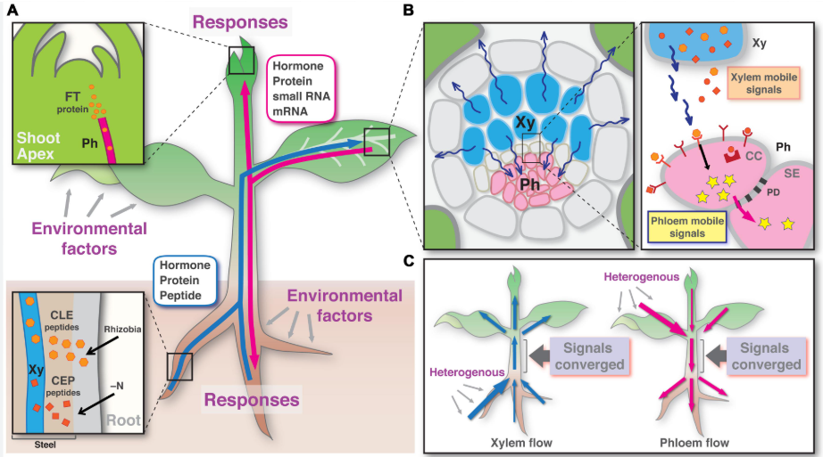 <p>Long-Distance Signaling</p>